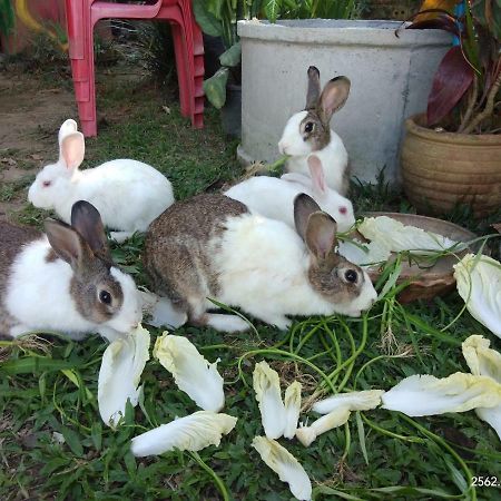 Baan Suan Jantra Home Stay Chiang Rai Extérieur photo